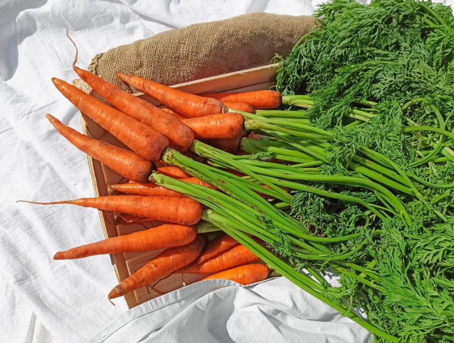 Zanahoria, verdura con potasio y fibra dietética